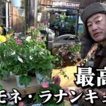 アネモネ・ラナンキュラスはええぞ〜【カーメン君】【園芸】【ガーデニング】