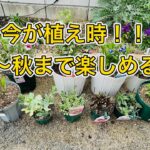 今が植え時！春〜秋まで咲くおすすめ花苗10選🌸