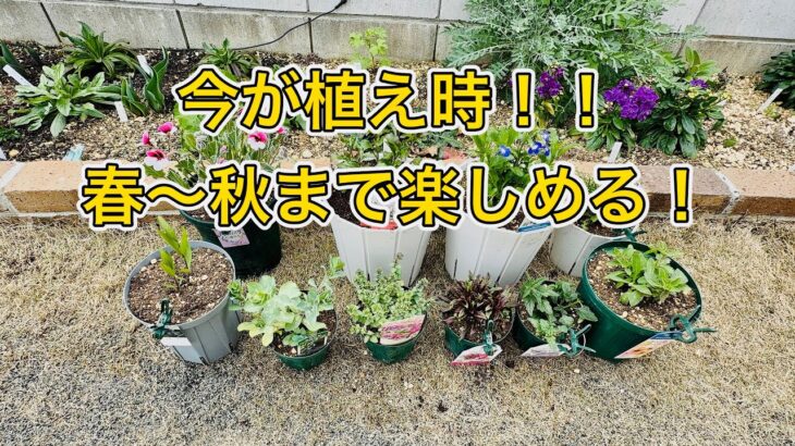 今が植え時！春〜秋まで咲くおすすめ花苗10選🌸