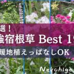 【庭作り15年／2026年宿根草決定版！ベスト19】コレ植えとけば間違いない！今心からおススメする宿根草のみ厳選／暖地植えっぱなしOK／日向～グラス～シェードガーデン向き宿根草
