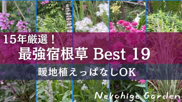 【庭作り15年／2026年宿根草決定版！ベスト19】コレ植えとけば間違いない！今心からおススメする宿根草のみ厳選／暖地植えっぱなしOK／日向～グラス～シェードガーデン向き宿根草