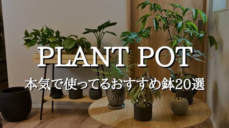 観葉植物が一気に垢抜ける“本気で使ってる鉢20選”｜おしゃれ＆育てやすい