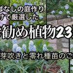 【ローメンテでお財布に優しい・植えっぱなしの庭を作る植物23選】庭作り13年目で購入苗0の庭が出来ました！手作りの庭・ガーデニング
