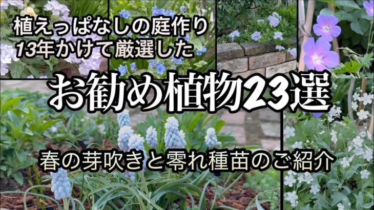 【ローメンテでお財布に優しい・植えっぱなしの庭を作る植物23選】庭作り13年目で購入苗0の庭が出来ました！手作りの庭・ガーデニング