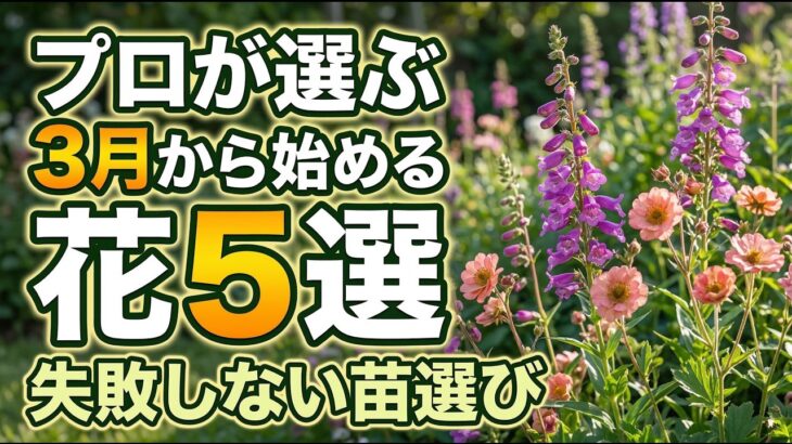 【ガーデニング】3月から始めるならこれ！園芸のプロがおすすめする花５選の紹介！こぼれ種も！あしかがフラワーパーク・中之条ガーデンズ・花菜ガーデン・フラワーガーデン泉