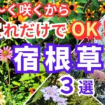 【ガーデニング】うちの庭で本当に半年以上長く咲いてたおすすめの宿根草3選の紹介！コメントからのこぼれ種情報も紹介！園芸店でも続々入荷！プロから学ぶ！ほったらかしの庭づくり！