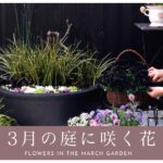 【春のガーデニング】3月の庭に咲く花｜園芸店に行けない春。今、庭にある幸せを堪能する。
