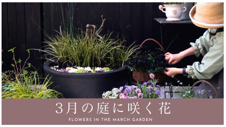 【春のガーデニング】3月の庭に咲く花｜園芸店に行けない春。今、庭にある幸せを堪能する。
