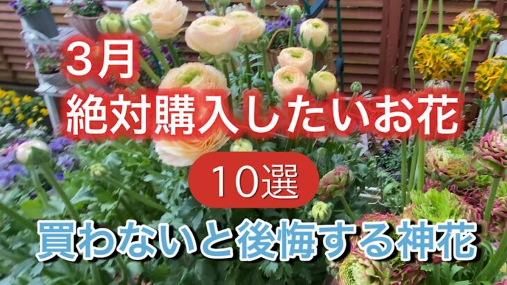【3月購入したいお花10選】買わないと後悔する神花