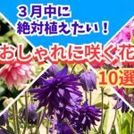 【ガーデニング】3月中に絶対植えたい！すぐに楽しめるオシャレな花10選の紹介！園芸店でも続々入荷！プロから学ぶ！あしかがフラワーパーク・フラワーガーデン泉・ルーシーグレイ