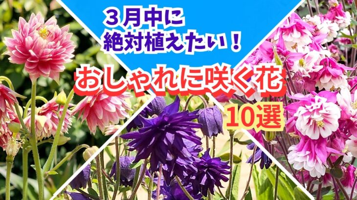 【ガーデニング】3月中に絶対植えたい！すぐに楽しめるオシャレな花10選の紹介！園芸店でも続々入荷！プロから学ぶ！あしかがフラワーパーク・フラワーガーデン泉・ルーシーグレイ