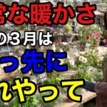 【3月の園芸作業】やらないと2ヶ月後必ず差が出ます　　　【ガーデニング】【初心者】