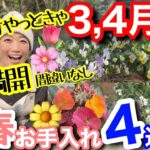 【知らないと損】春の花が爆発的に増える‼️早春（3,4月）に絶対やるべき庭作業4つ🤗早めにやるのがポイント☝️/ 逆効果なNG例もあるのでご注意を⚠️【ガーデニング】