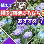 【ガーデニング】コスパも楽しみも最高！3月に植えてこぼれ種で咲かせていく！おすすめの可憐な花7選の紹介！園芸店でも続々入荷！プロから学ぶ！あしかがフラワーパーク・中之条ガーデンズ・ルーシーグレイ