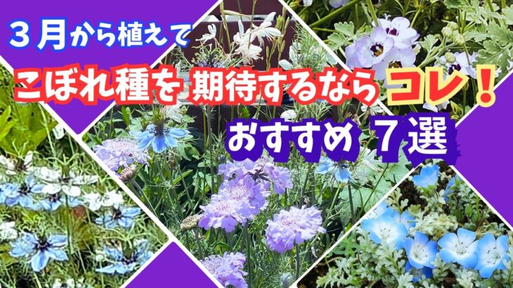 【ガーデニング】コスパも楽しみも最高！3月に植えてこぼれ種で咲かせていく！おすすめの可憐な花7選の紹介！園芸店でも続々入荷！プロから学ぶ！あしかがフラワーパーク・中之条ガーデンズ・ルーシーグレイ