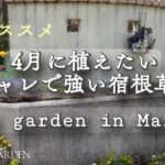 【春のガーデニング】4月に植えたいオシャレで強い宿根草13選🍃新商品あり｜3月　少しずつ春色に染まる　私の小さな庭便り🌸｜3月〜4月の庭仕事｜My garden in March