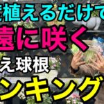 【みんな買わない】知ってる人だけ得をする春植え球根ベスト5  【園芸】【ガーデニング】【初心者】