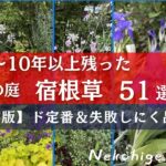 【保存版】暖地８～１０年以上庭に残った日向むけ宿根草51選／初心者向けおすすめ基本品種まとめ／グランドカバー・草丈低め～高め／暖地でも育つ宿根草はこんなにある！