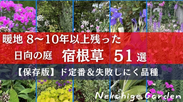 【保存版】暖地８～１０年以上庭に残った日向むけ宿根草51選／初心者向けおすすめ基本品種まとめ／グランドカバー・草丈低め～高め／暖地でも育つ宿根草はこんなにある！