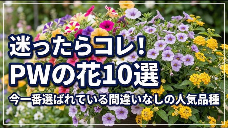 【ガーデニング】今一番選ばれてる人気品種！PWの花10選の紹介！丈夫でかわいく長く咲く！PWディスプレイガーデン・あしかがフラワーパーク・フラワーガーデン泉・ Gardening