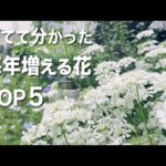 育てて分かった、こぼれ種で毎年増える花TOP5 /庭のガーデニング