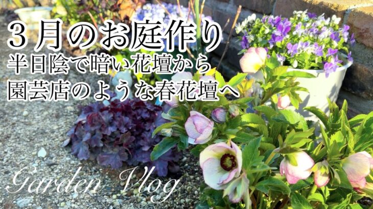 【ガーデニング Vlog】３月のお庭作り／簡単！半日陰でも華やかになる方法／園芸店風クリスマスローズ春花壇／ラナンキュラス