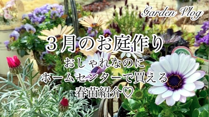 【ガーデニング Vlog】３月のお庭作り／コスパ最強！ホームセンターの花苗で春庭が素敵に／ローダンセマム・ネモフィラ他／リメイクしてムルチコーレ植えつけ