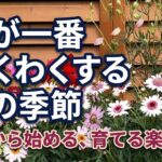 【ガーデニング】今が最高の苗の季節！注目の人気品種購入！植えて育てる！３月がはじめ時！フラワーガーデン泉・ユアサ園芸・群馬県・gardening