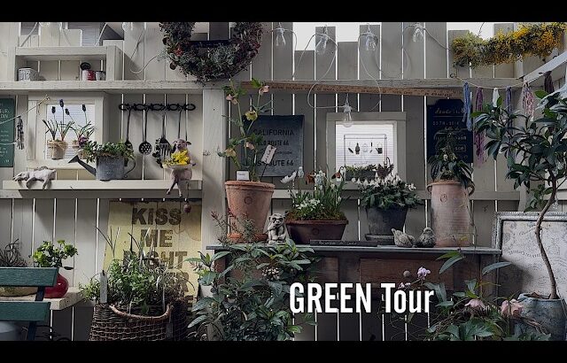 【個人邸】キューガーデンの新作に似合いすぎる球根類と宿根草でつくる特別な一鉢アイディアに感動！ミモザ開花で春到来お洒落で素敵すぎるお庭！| keiko様邸 | 園芸/ガーデニング店巡り | 兵庫/明石