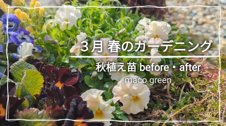 【早春のガーデニング】秋庭〜春庭の成長記録