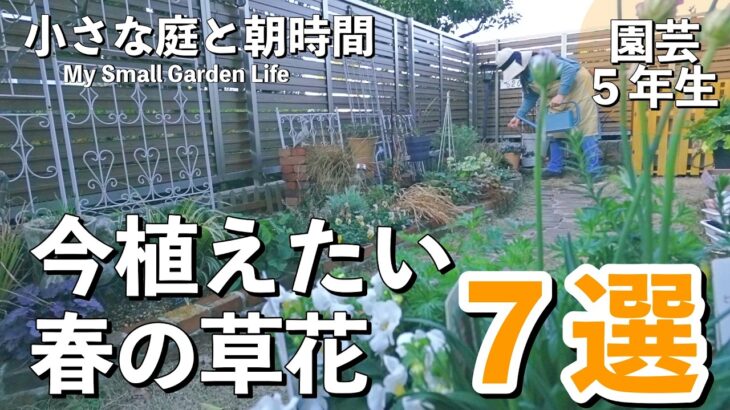 【ガーデニング】今植えたい春の可愛い草花に出会ってしまった❤️｜宿根草のお手入れ｜小さな庭