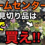 【圧倒的満足感】植物販売のプロが見切り品で買うべきもの教えます　【園芸】【ガーデニング】【初心者】