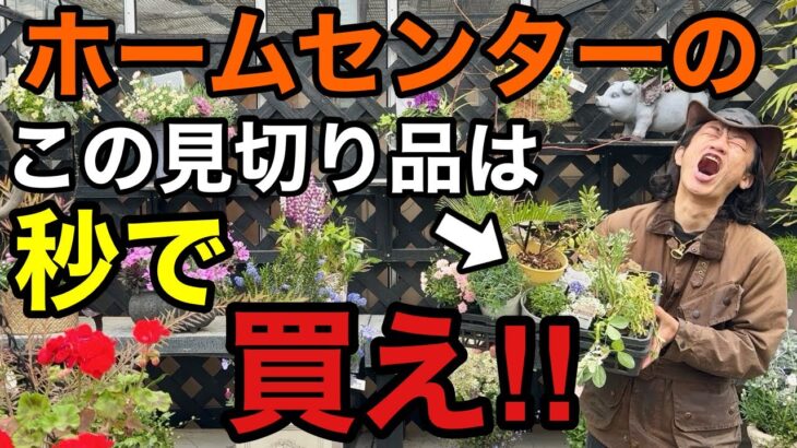【圧倒的満足感】植物販売のプロが見切り品で買うべきもの教えます　【園芸】【ガーデニング】【初心者】