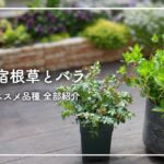 【育てやすい】春の宿根草 アジサイ バラを全部紹介・テラスガーデンツアー【後編】