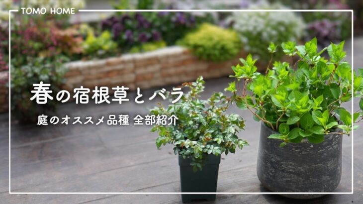 【育てやすい】春の宿根草 アジサイ バラを全部紹介・テラスガーデンツアー【後編】