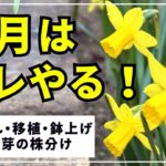 【３月のガーデニング】切り戻し１２株・移植１株・マムの冬至芽の株分け・水挿し組の鉢上げ・ガーデンの花々のご紹介