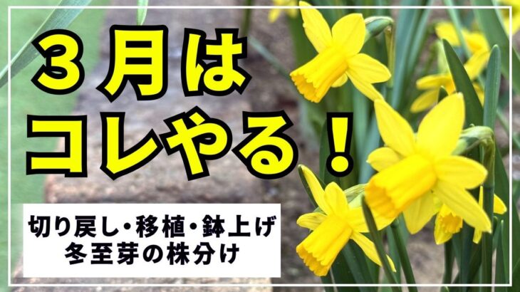 【３月のガーデニング】切り戻し１２株・移植１株・マムの冬至芽の株分け・水挿し組の鉢上げ・ガーデンの花々のご紹介