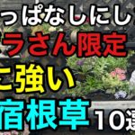 【猛暑にも寒さにも強い】買い直しがいらない宿根草10選　　　　　　　　　　　　【園芸】【ガーデニング】【初心者】