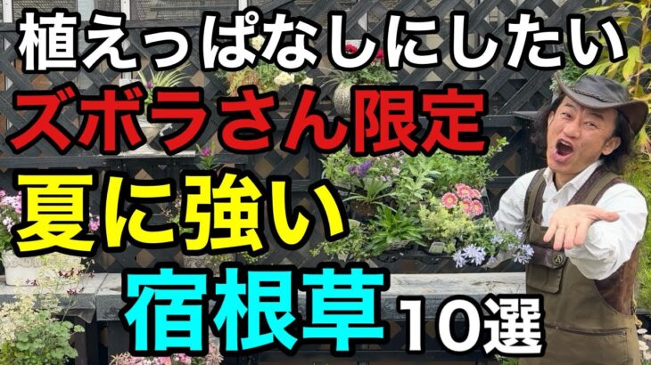 【猛暑にも寒さにも強い】買い直しがいらない宿根草10選　　　　　　　　　　　　【園芸】【ガーデニング】【初心者】