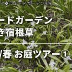 《お庭ツアー2026／春①》シェードガーデン／見頃を迎えたの春の宿根草／美しい宿根草の芽吹き／草マルチ・雑草と共生する庭
