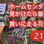 【見たら最後、買いに走る花】ホームセンターで購入神花21選