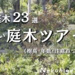 植える前に見て！日向の庭木23種🌿低木ツアー｜失敗しない選び方