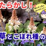 【ガーデニング】狭い庭でもできる！手間をかけない庭づくり！宿根草とこぼれ種で楽しむ！ほったらかしでも毎年咲く庭の4月・gardening