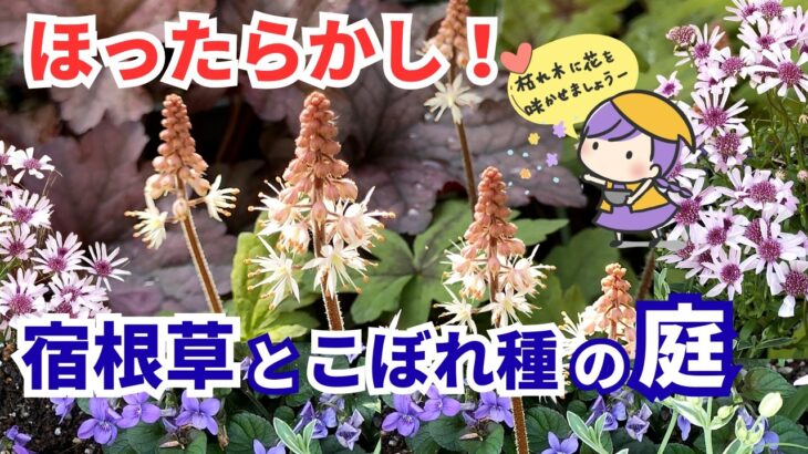 【ガーデニング】狭い庭でもできる！手間をかけない庭づくり！宿根草とこぼれ種で楽しむ！ほったらかしでも毎年咲く庭の4月・gardening