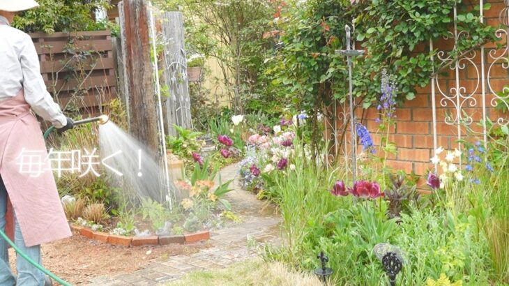 【コスパ最強】植えっぱなしで毎年咲く！本当に「植えてよかった」宿根草5選🌿アトリエの内装も初公開！