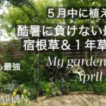 【ガーデニング】超オススメ・5月中に植えたい！コスパ最高！酷暑に負けない最強の宿根草＆1年草6選｜ 私の庭　4月半ばから下旬の様子🍃My garden in late April