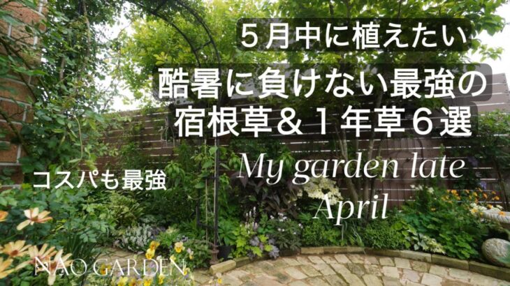 【ガーデニング】超オススメ・5月中に植えたい！コスパ最高！酷暑に負けない最強の宿根草＆1年草6選｜ 私の庭　4月半ばから下旬の様子🍃My garden in late April