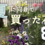 【ガーデニング】おしゃれ庭ベランダガーデニング🌷ペチュニア・この夏どうなる？見た目重視で選んだ苗8選