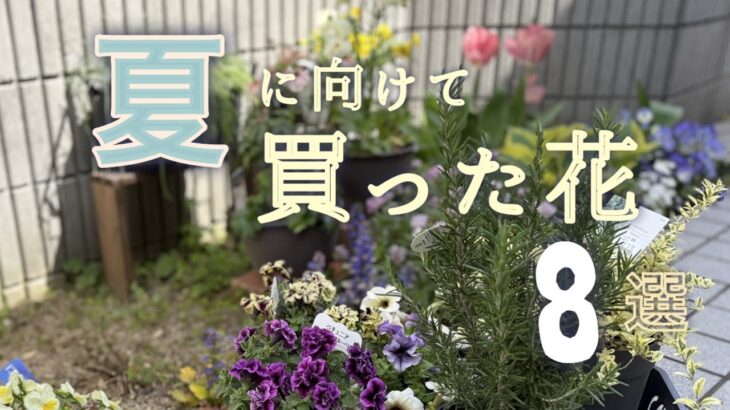 【ガーデニング】おしゃれ庭ベランダガーデニング🌷ペチュニア・この夏どうなる？見た目重視で選んだ苗8選