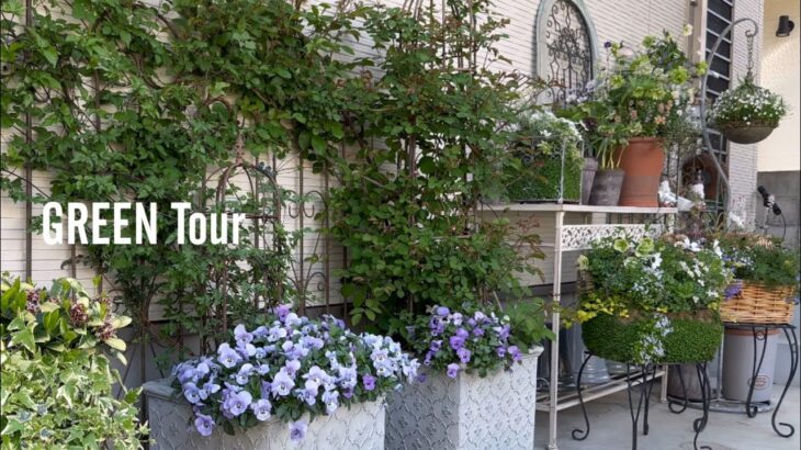 【個人邸】和庭木とフレンチ調の見事な融合！DIY花壇とコンテナガーデンだけなのに驚異の華やかさお洒落で素敵なお庭の一年で一番輝く風景がこちら！| じゅんぴー様邸 | 園芸/ガーデニング店巡り | 徳島